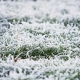 Frost im Rasen